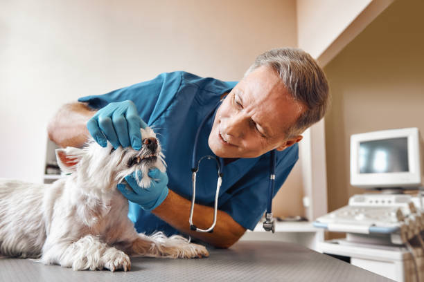 Best Same-Day Emergency Dentist in Fox Chase, PA